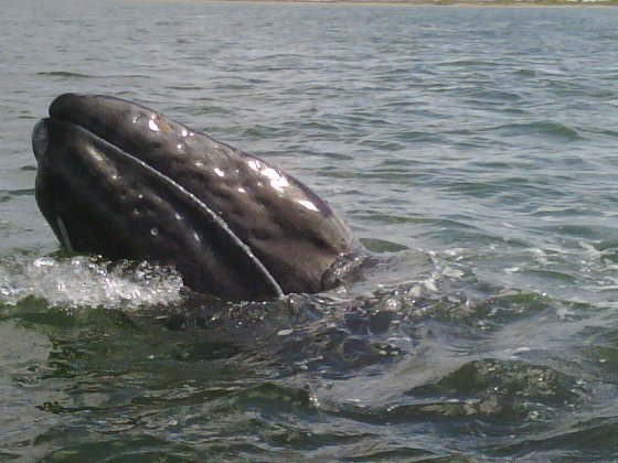 Gray Whale Los Cabos