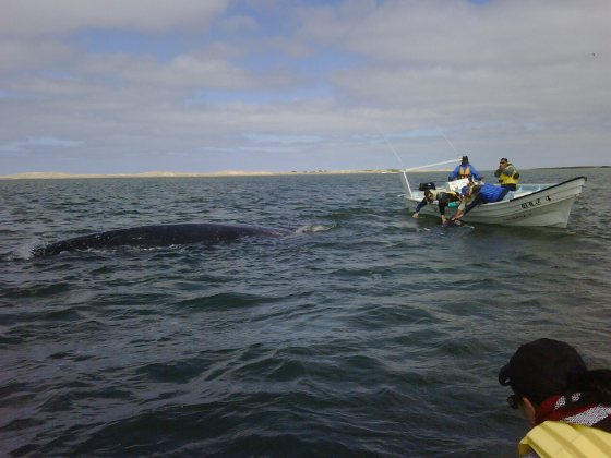 Touching baby gray whale Cabo