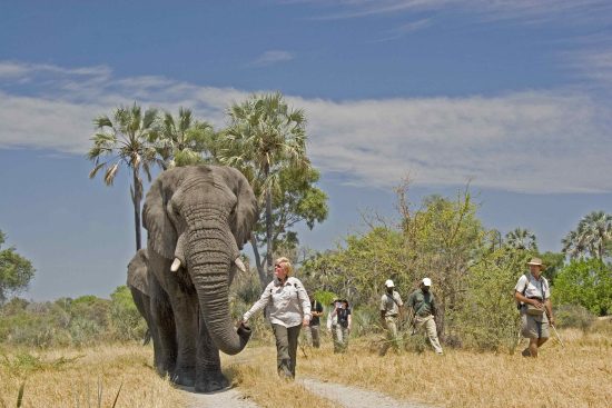 Walking with Elephants